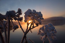 Hvönn í frosti og sólsetri